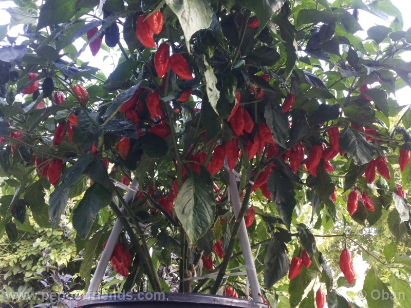 naga-morich_004_pianta_18.jpg