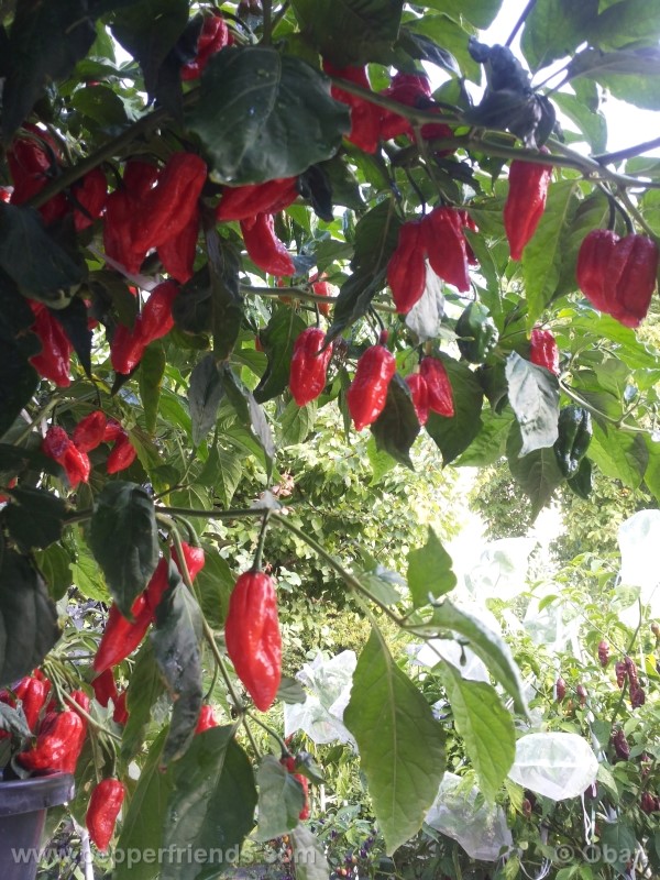 naga-morich_004_pianta_19.jpg