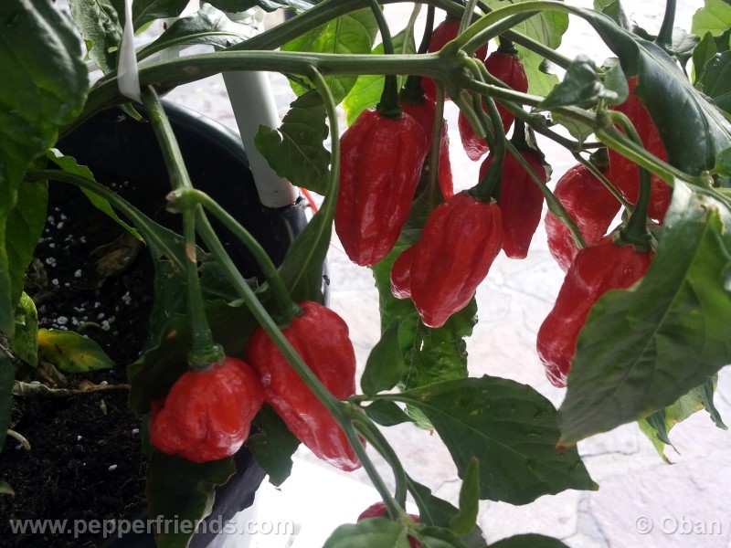 naga-morich_004_pianta_20.jpg