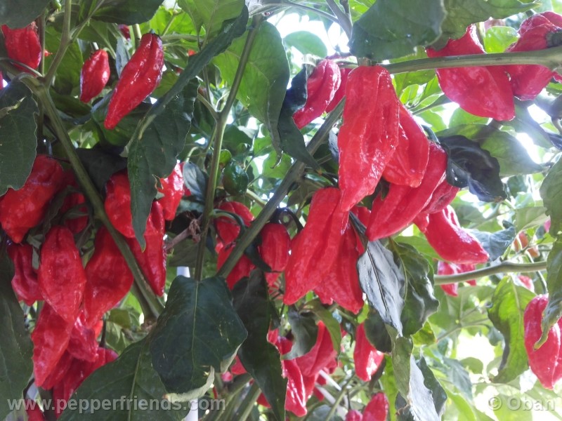 naga-morich_004_pianta_21.jpg