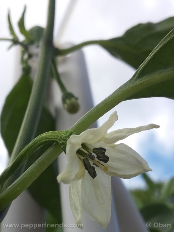 nepali_001_fiore_02.jpg