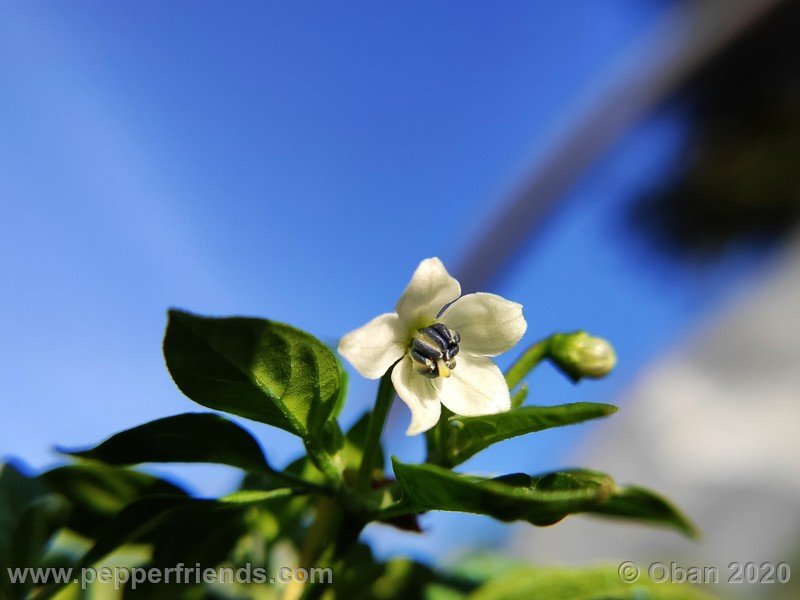 nicaragua_002_fiore_10.jpg