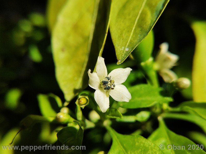 nicaragua_002_fiore_14.jpg