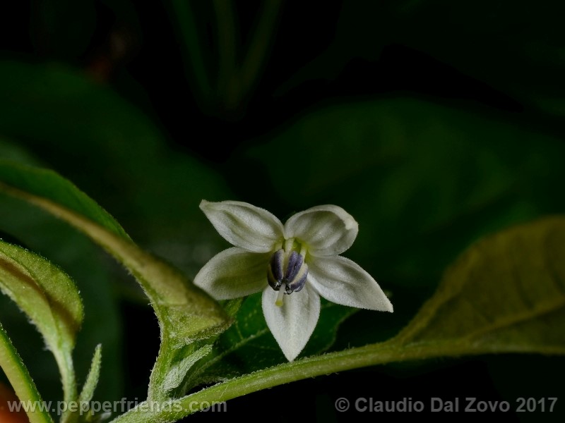 numex-bailey-pequin_001_fiore_03.jpg