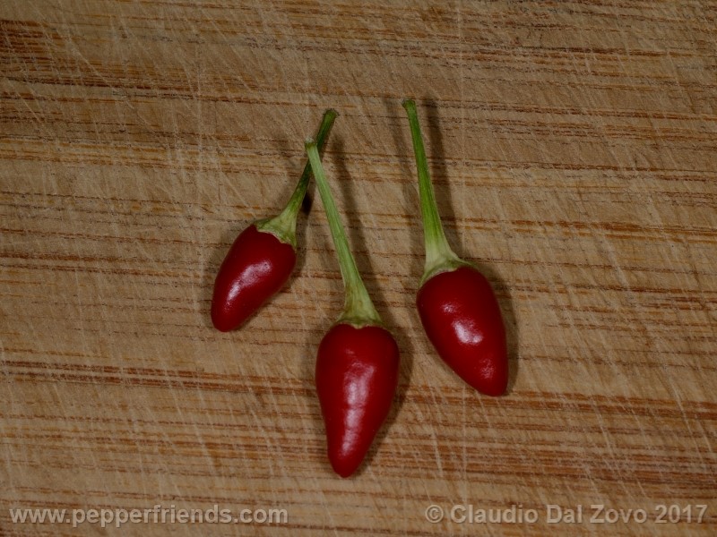 https://www.pepperfriends.org/uploads/numex-bailey-pequin/001/numex-bailey-pequin_001_frutto_06.jpg