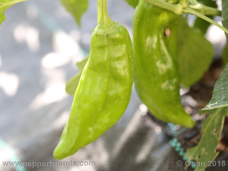 numex-big-jim_002_16_1433901738_Peperoncini2018-1353.JPG.cbb55d998224ddac652d0c164b3ff6b8.JPG