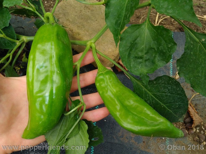 numex-big-jim_002_17_1162646700_Peperoncini2018-1432.jpg