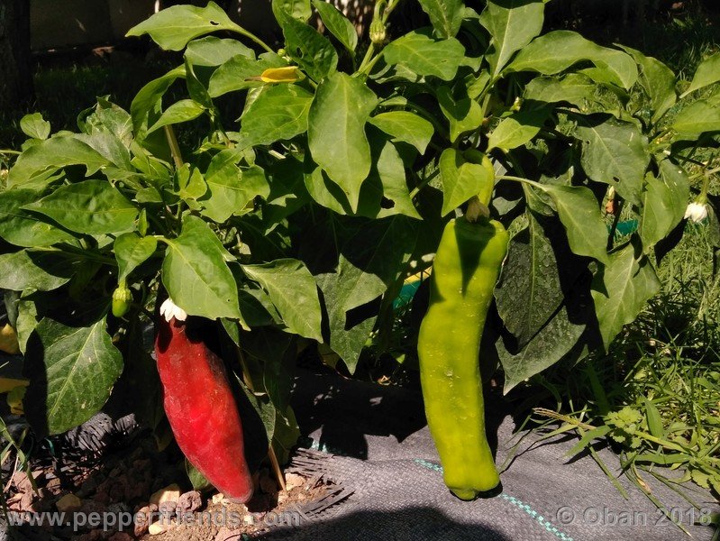 numex-big-jim_002_2_549759902_Peperoncini2018-1804.jpg