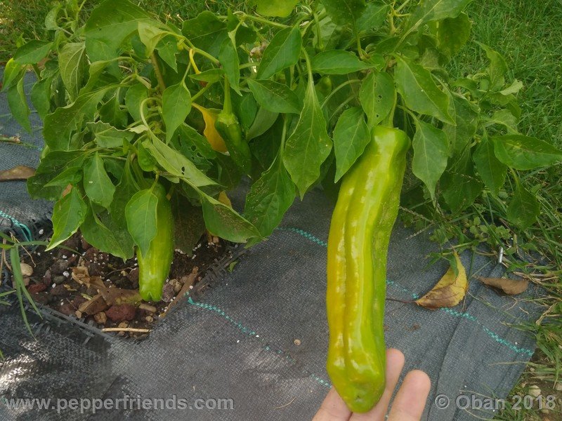 numex-big-jim_002_5_296845137_Peperoncini2018-2153.jpg