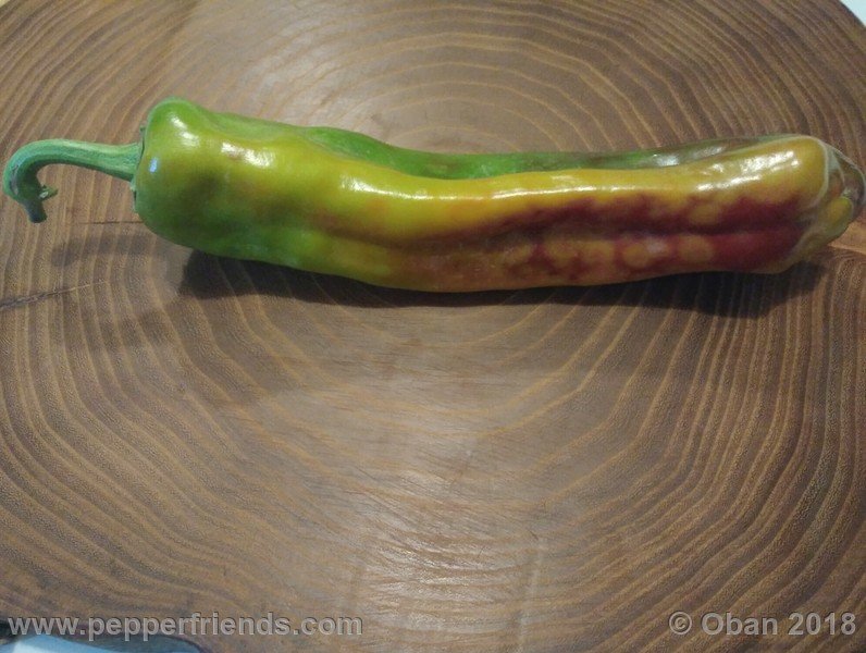 numex-big-jim_002_7_91006396_Peperoncini2018-2461.jpg