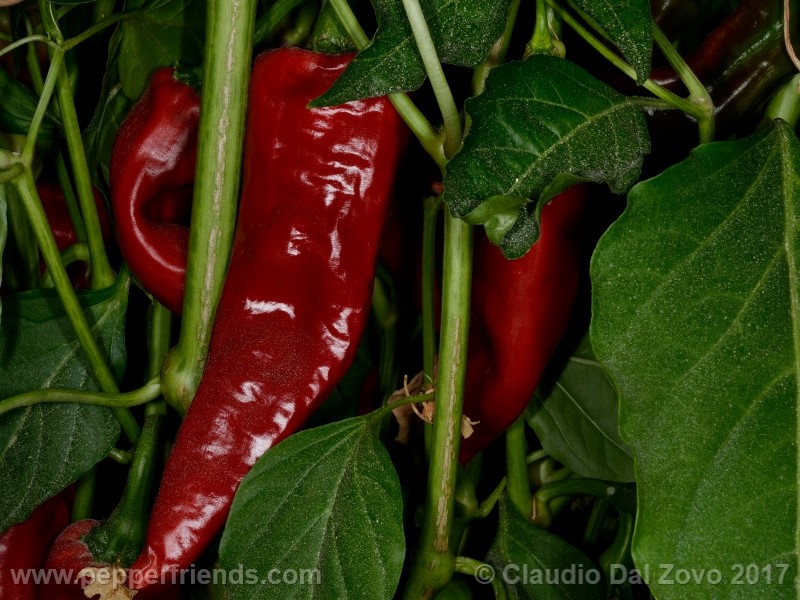 numex-sandia_frutto_10.jpg
