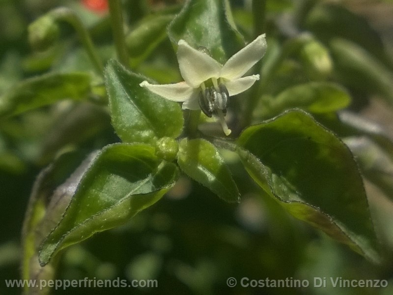 odham-chiltepin_003_fiore_03.jpg