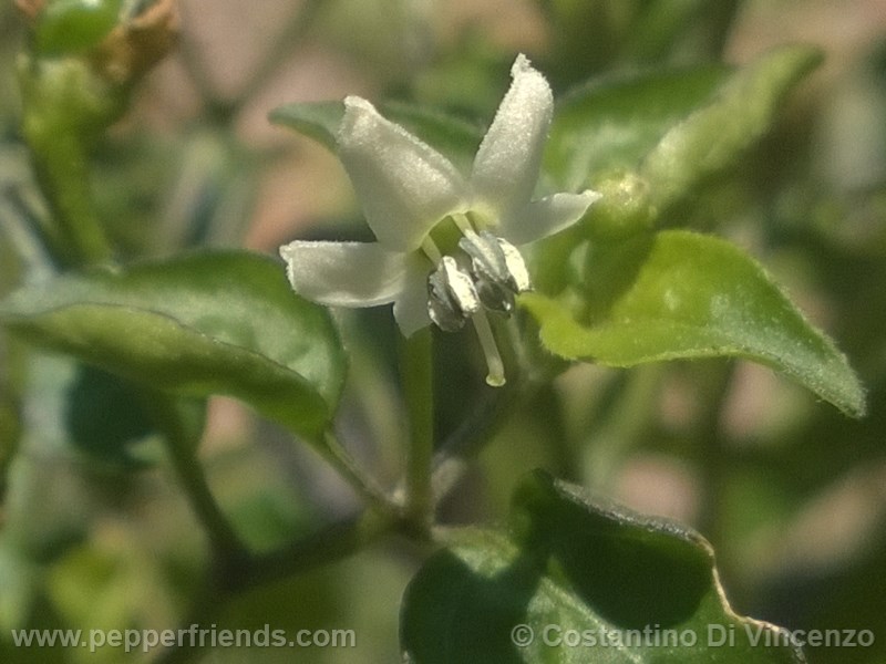 odham-chiltepin_003_fiore_04.jpg