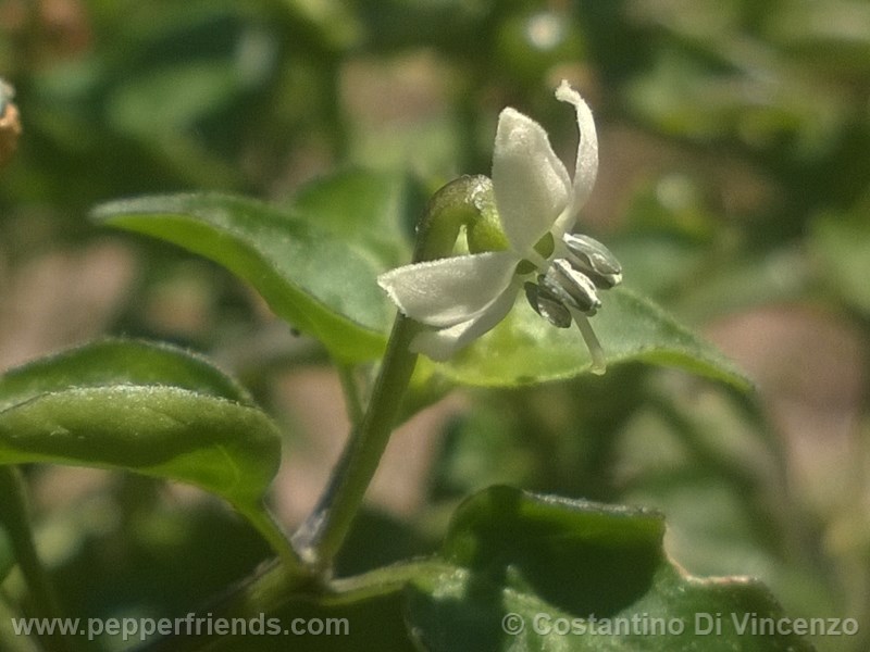 odham-chiltepin_003_fiore_05.jpg