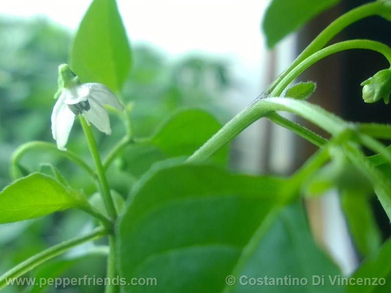 odham-chiltepin_003_fiore_06.jpg
