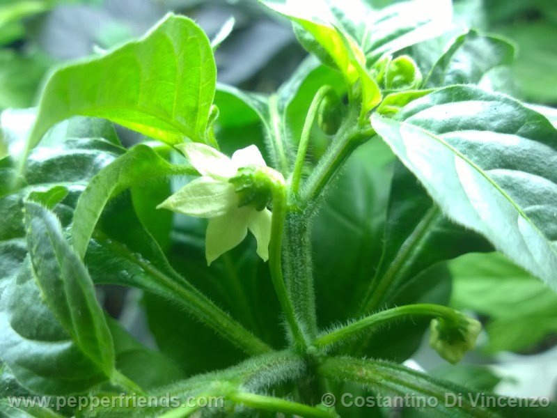 odham-chiltepin_003_fiore_07.jpg