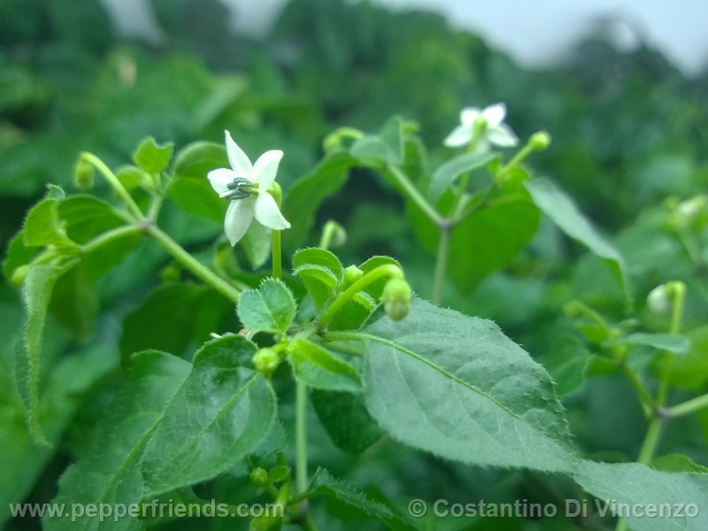 odham-chiltepin_003_fiore_09.jpg