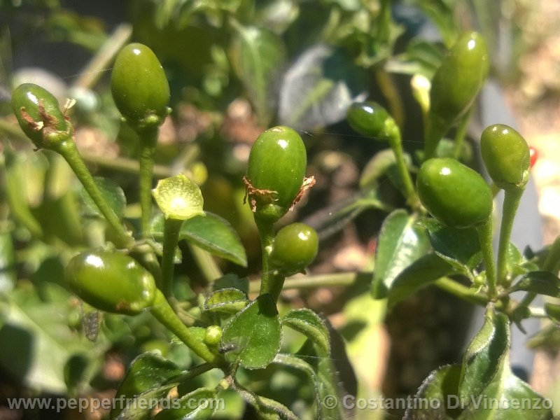 odham-chiltepin_003_pianta_09.jpg