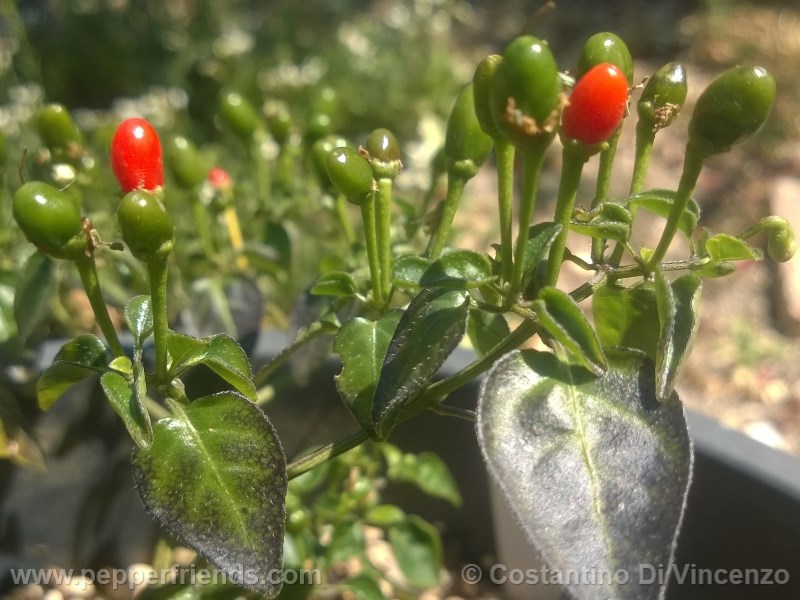 odham-chiltepin_003_pianta_10.jpg