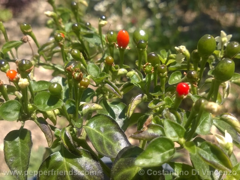 odham-chiltepin_003_pianta_11.jpg