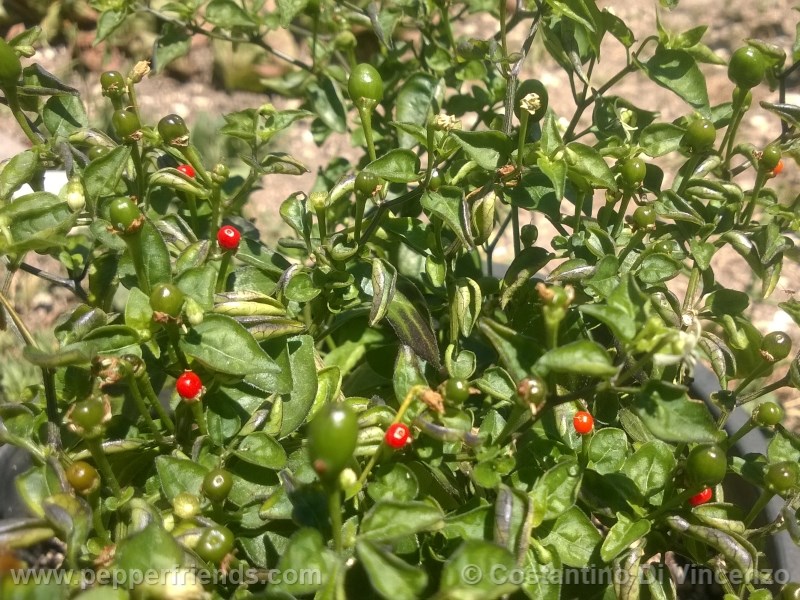 odham-chiltepin_003_pianta_12.jpg