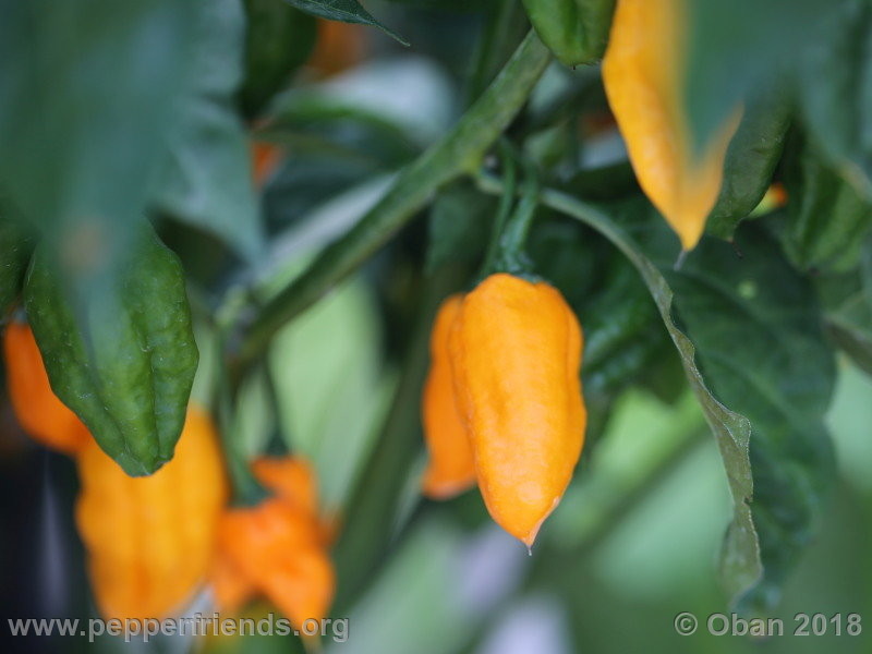 orange-teapot_001_frutto_11.jpg