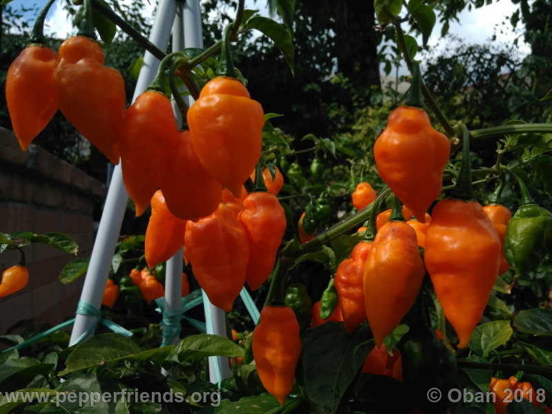 orange-teapot_001_frutto_19.jpg