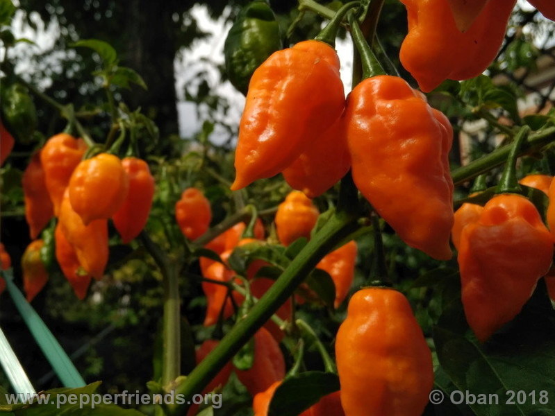 orange-teapot_001_frutto_20.jpg