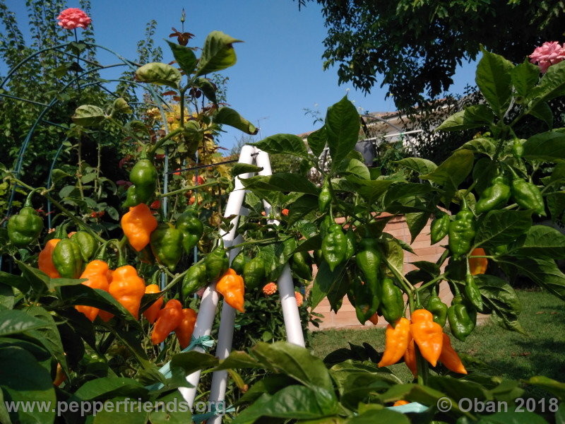 orange-teapot_001_pianta_15.jpg