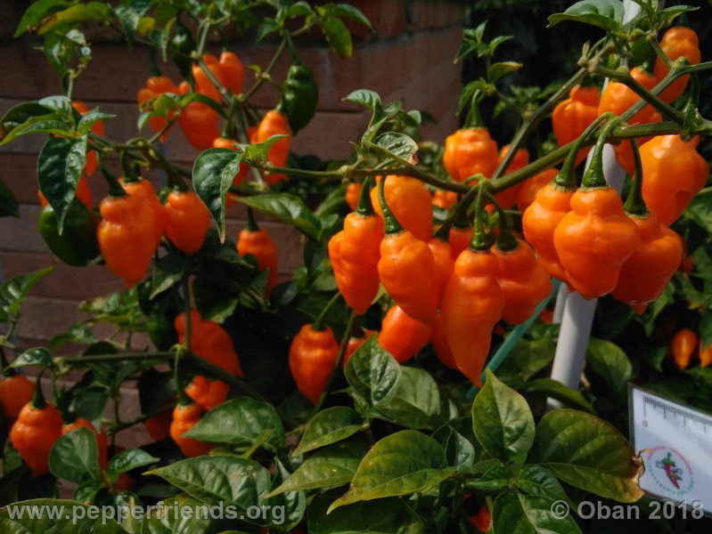 orange-teapot_001_pianta_17.jpg