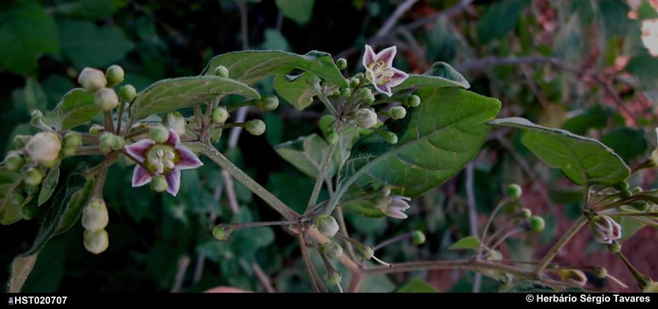 parvifolium2.jpg