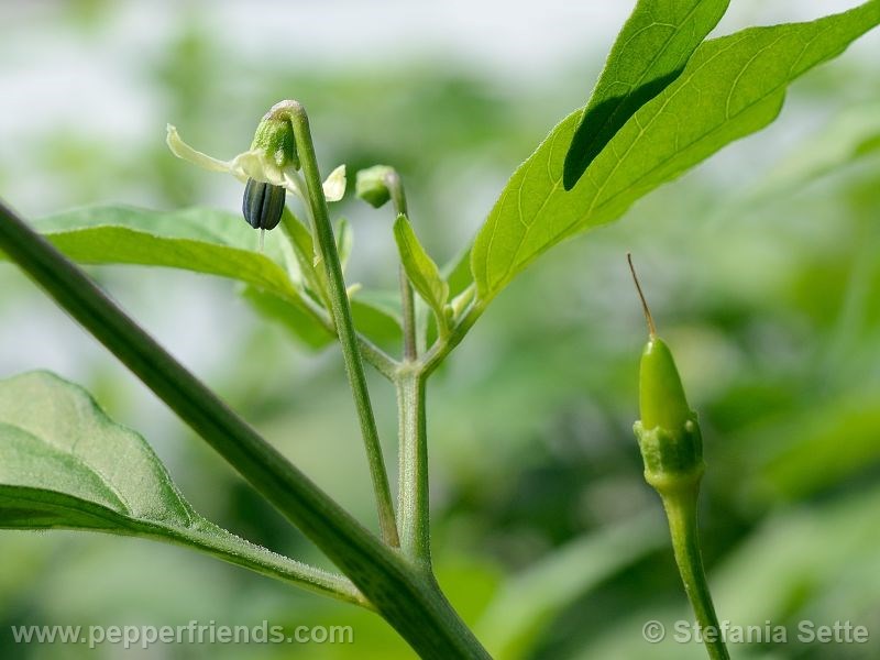 peperoncino-di-benno_001_fiore_01.jpg