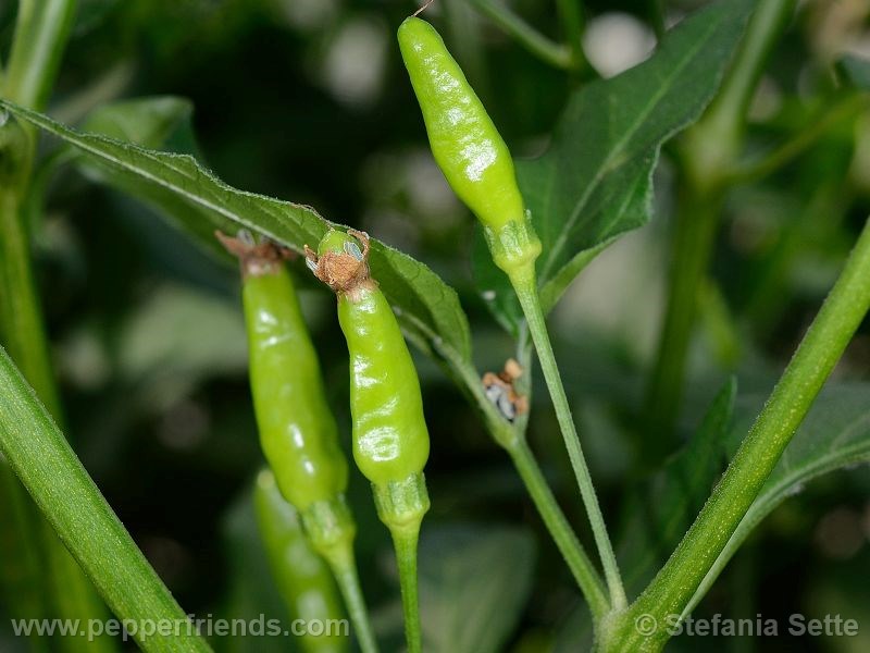 peperoncino-di-benno_001_frutto_02.jpg