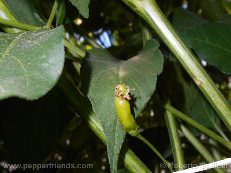 peperoncino-di-benno_002_frutto_01.jpg