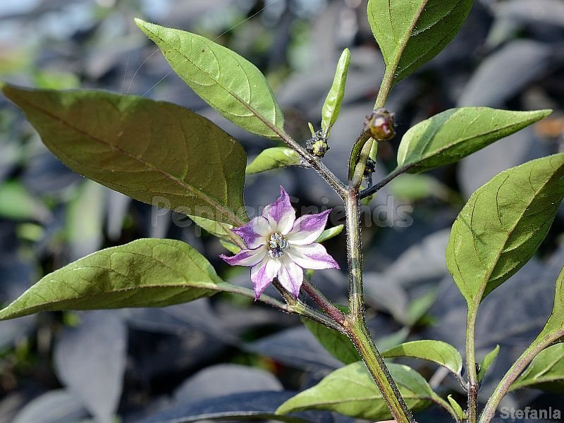peperonero_001_fiore_01.jpg
