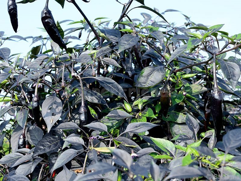peperonero_001_pianta_01.jpg