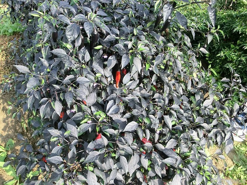 peperonero_001_pianta_02.jpg