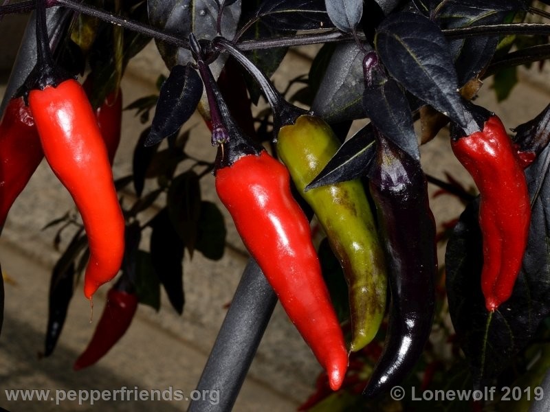 https://www.pepperfriends.org/uploads/peperonero/002/peperonero_002_8_peperonero_001_frutto_01.jpg