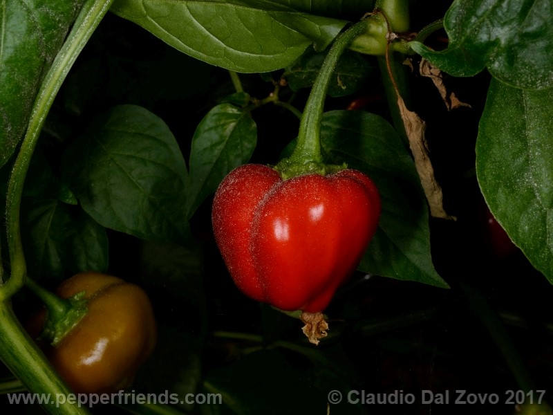 peppadew_001_frutto_05.jpg