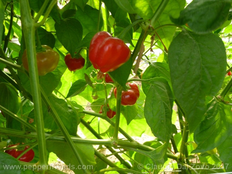 peppadew_001_pianta_05.jpg