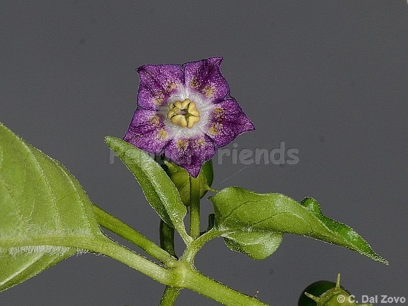pepperlover_001_fiore_02.jpg