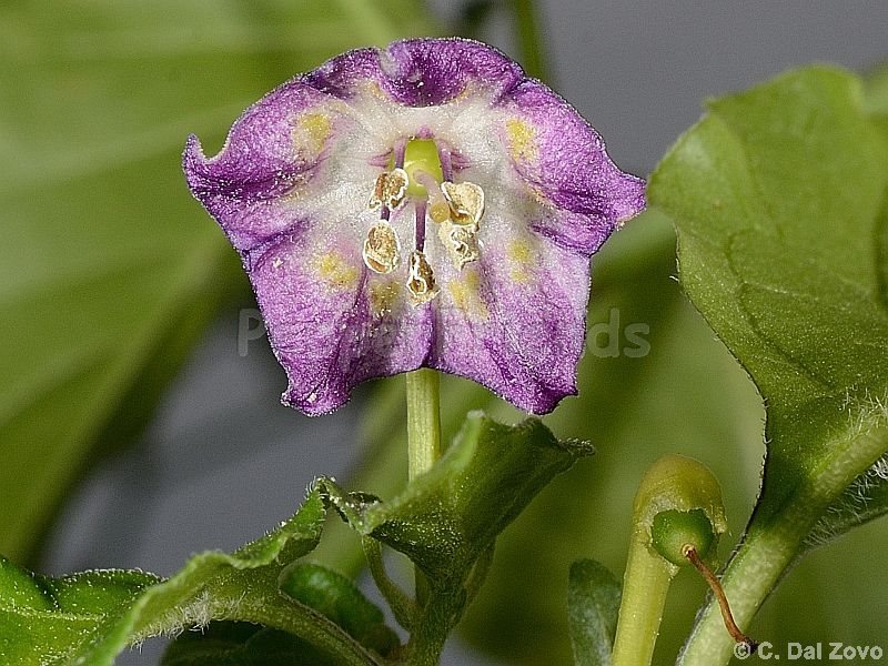 pepperlover_001_fiore_03.jpg