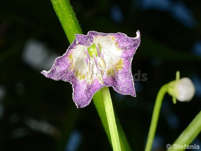 pepperlover_001_fiore_05.jpg