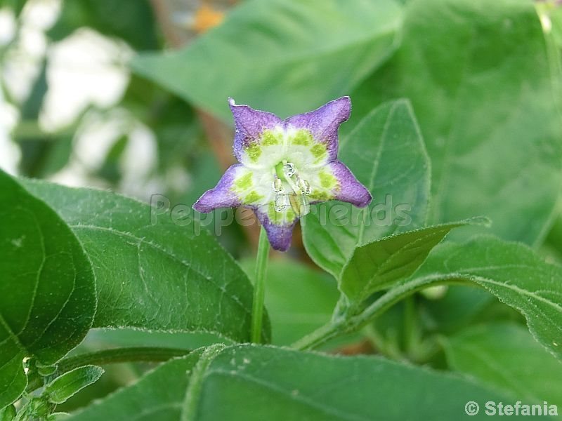 pepperlover_001_fiore_06.jpg