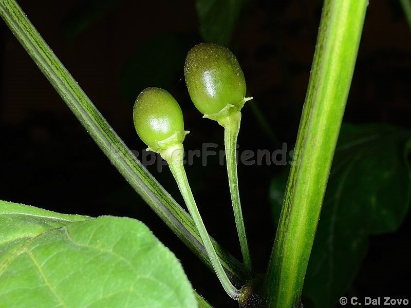 pepperlover_001_frutto_01.jpg