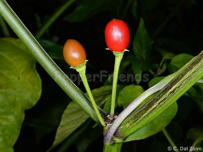 pepperlover_001_frutto_02.jpg
