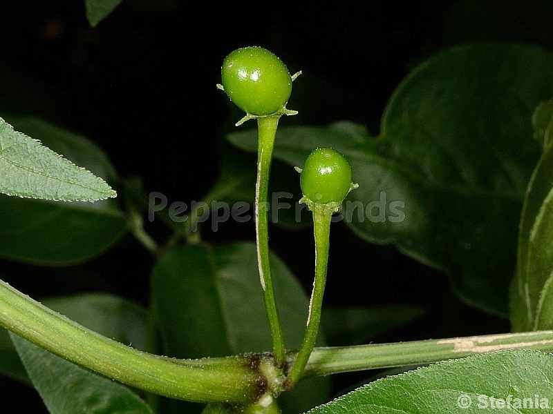 pepperlover_001_frutto_03.jpg