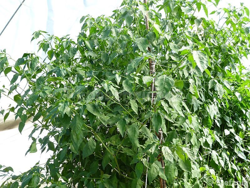 pepperlover_001_pianta_01.jpg