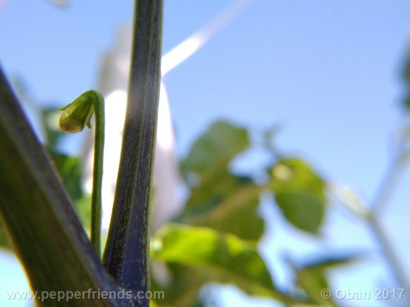pepperlover_003_fiore_01.jpg