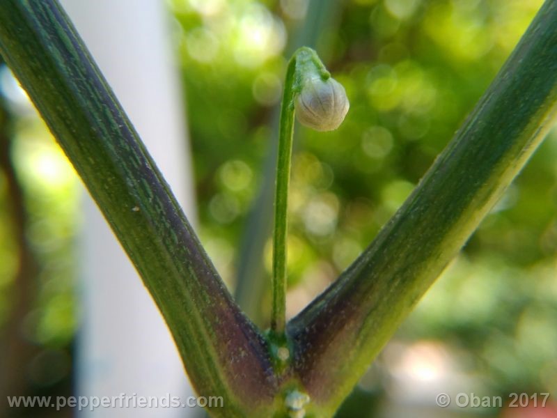 pepperlover_003_fiore_03.jpg
